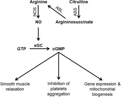 Nitric Oxide Deficiency in Mitochondrial Disorders: The Utility of Arginine and Citrulline